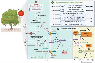 Ethylene and its crosstalk with hormonal pathways in fruit ripening: mechanisms, modulation, and commercial exploitation